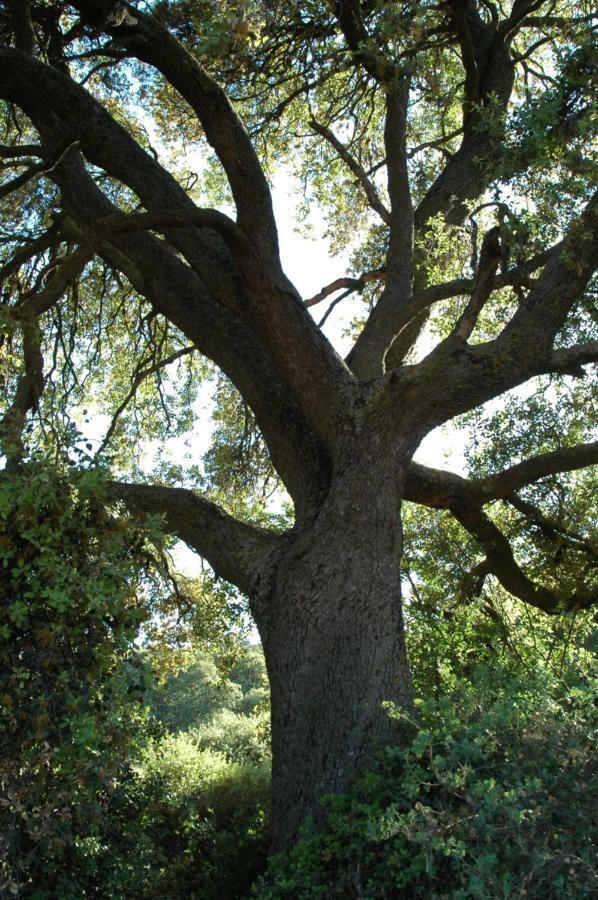 La Sargantana Turismo Rural Santa Cruz de Nogueras Zewnętrze zdjęcie